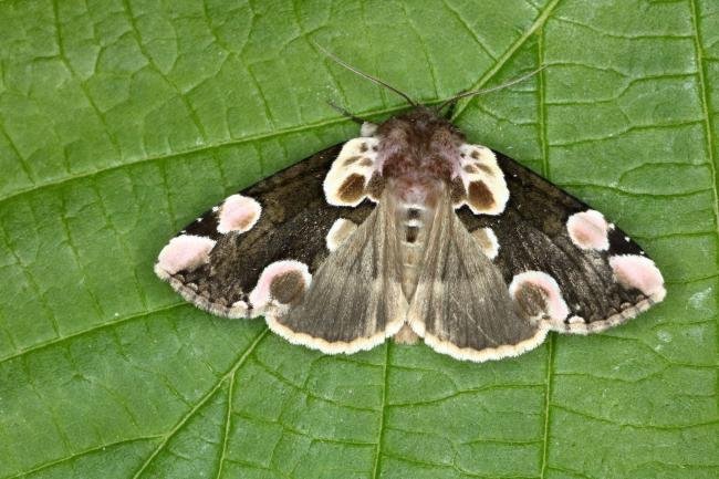 Peach Blossom (Thyatira batis), adult. Ouston, 22-05-2020. Copyright Verna Atkinson.