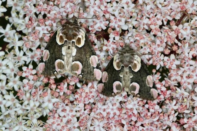 Peach Blossom (Thyatira batis), adult. Ouston, 22-06-2022. Copyright Verna Atkinson.