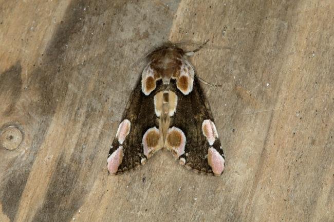 Peach Blossom (Thyatira batis), adult. Ouston, 01-06-2018. Copyright Verna Atkinson.