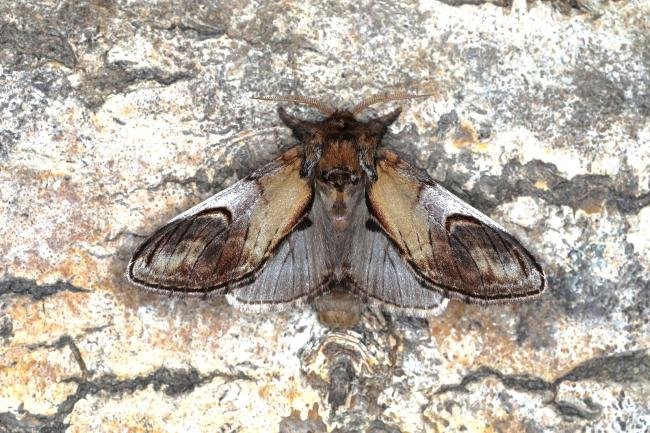 Pebble Prominent (Notodonta ziczac), adult. Ouston, 11-05-2023. Copyright Verna Atkinson.