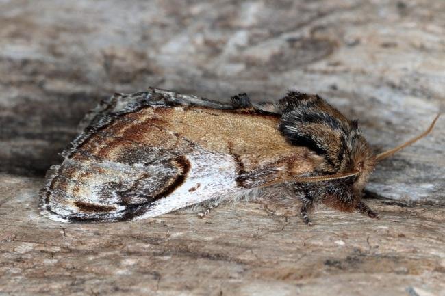 Pebble Prominent (Notodonta ziczac), adult. Ouston, 02-05-2017. Copyright Verna Atkinson.