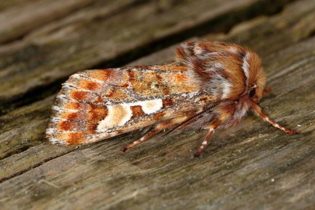 Pine Beauty (Panolis flammea), adult. Ouston, 21-03-2016. Copyright Verna Atkinson.