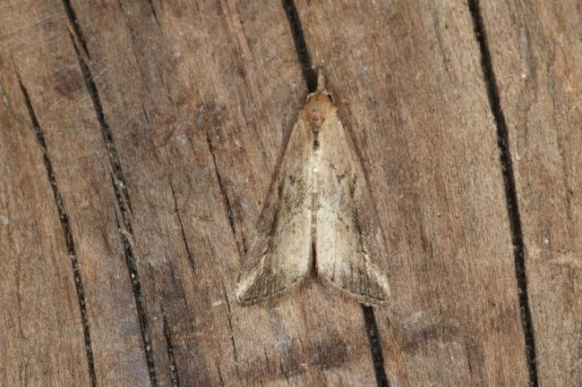 Pinion-streaked Snout (Schrankia costaestrigalis), adult. Ouston, 10-07-2022. Copyright Verna Atkinson.