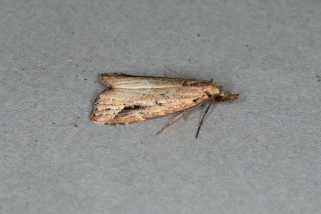 Pinion-streaked Snout (Schrankia costaestrigalis), adult. Ouston, 05-09-2018. Copyright Verna Atkinson.