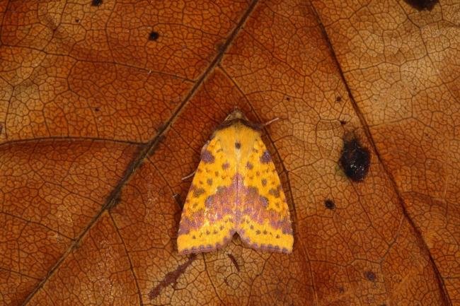 Pink-barred Sallow (Xanthia togata), adult. Ouston, 02-09-2018. Copyright Verna Atkinson.