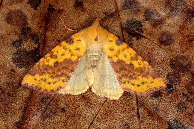 Pink-barred Sallow (Xanthia togata), adult. Ouston, 09-09-2019. Copyright Verna Atkinson.