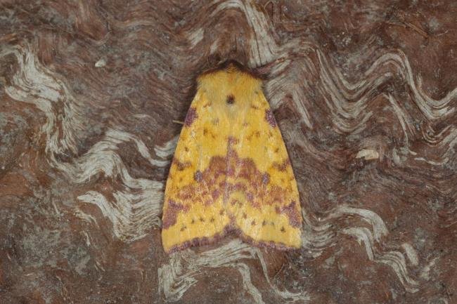 Pink-barred Sallow (Xanthia togata), adult. Ouston, 11-10-2015. Copyright Verna Atkinson.