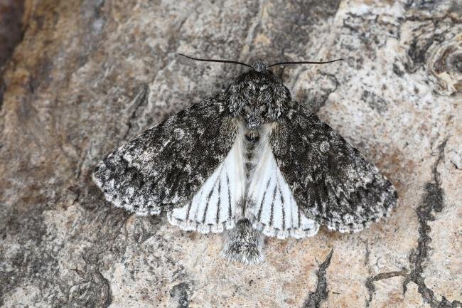 Poplar Grey (Subacronicta megacephala), adult. Ouston, 18-05-2023. Copyright Verna Atkinson.