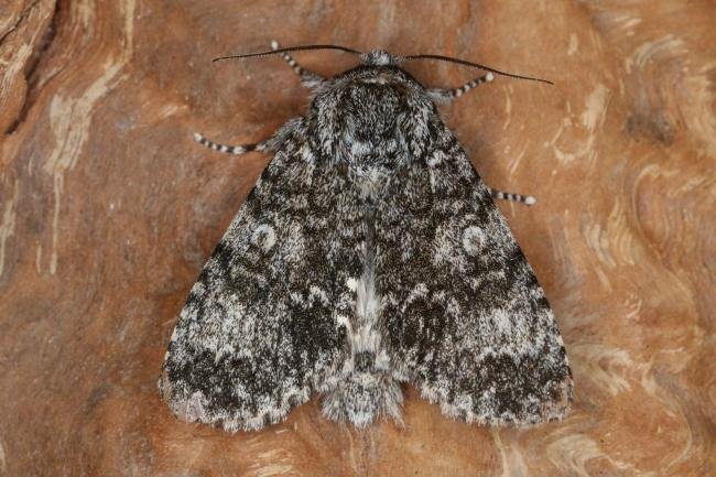 Poplar Grey (Subacronicta megacephala), adult. Ouston, 30-06-2022. Copyright Verna Atkinson.