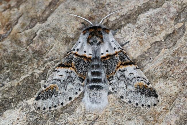 Poplar Kitten (Furcula bifida), adult. Ouston, 19-05-2022. Copyright Verna Atkinson.