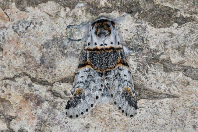 Poplar Kitten (Furcula bifida), adult. Ouston, 19-05-2022. Copyright Verna Atkinson.