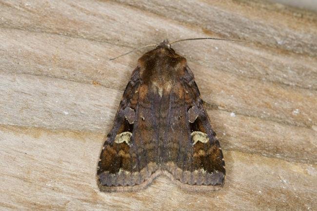 Purple Clay (Diarsia brunnea), adult. Ouston, 23-06-2021. Copyright Verna Atkinson.