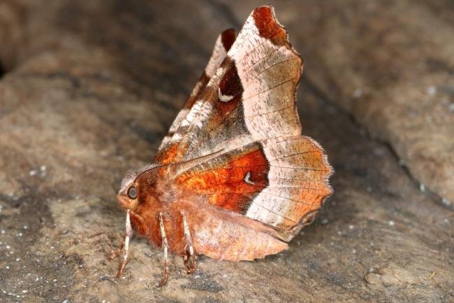 Purple Thorn (Selenia tetralunaria), adult. Ouston, 09-04-2017. Copyright Verna Atkinson.