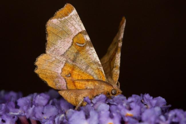 Purple Thorn (Selenia tetralunaria), adult. Ouston, 02-08-2021. Copyright Verna Atkinson.