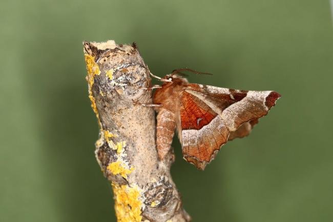 Purple Thorn (Selenia tetralunaria), adult. Ouston, 16-04-2023. Copyright Verna Atkinson.