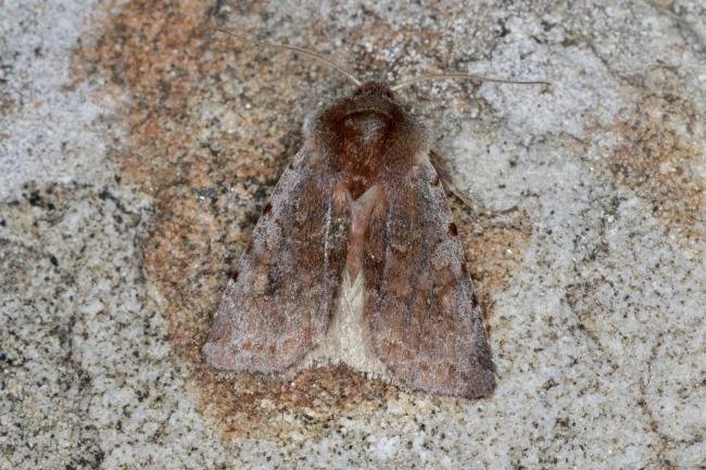 Red Chestnut (Cerastis rubricosa), adult. Ouston, 09-05-2021. Copyright Verna Atkinson.