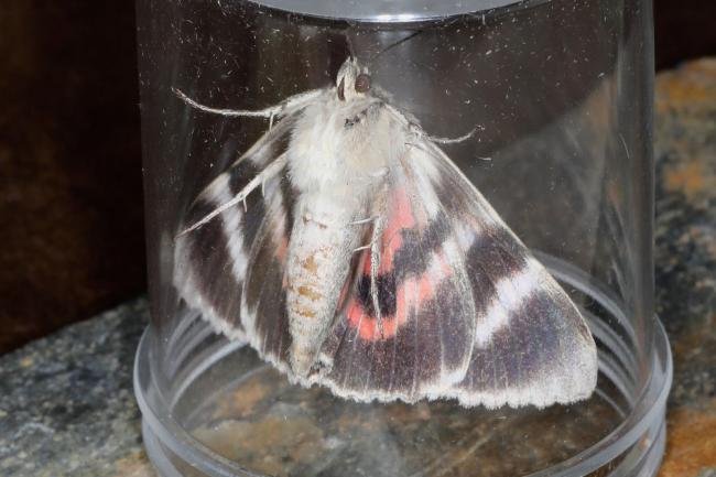 Red Underwing (Catocala nupta), adult. Ouston, 14-09-2023. Copyright Verna Atkinson.