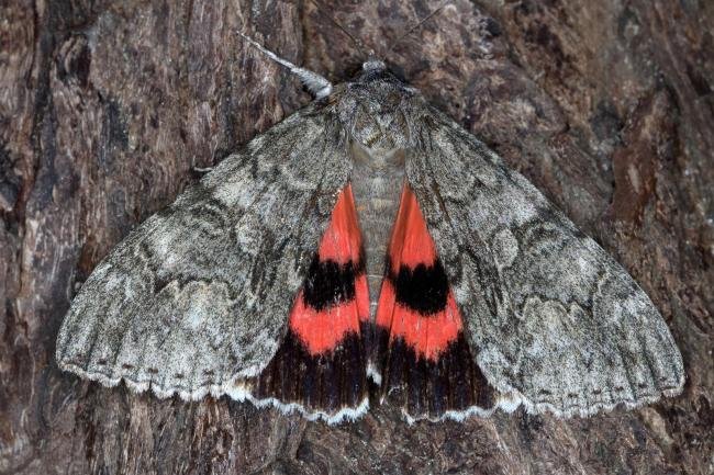 Red Underwing (Catocala nupta), adult. Ouston, 04-10-2015. Copyright Verna Atkinson.