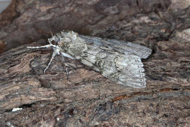 Red Underwing (Catocala nupta), adult. Ouston, 04-10-2015. Copyright Verna Atkinson.