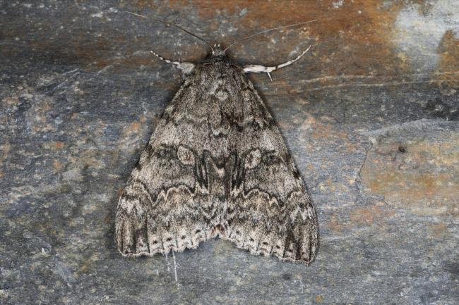 Red Underwing (Catocala nupta), adult. Ouston, 14-09-2023. Copyright Verna Atkinson.