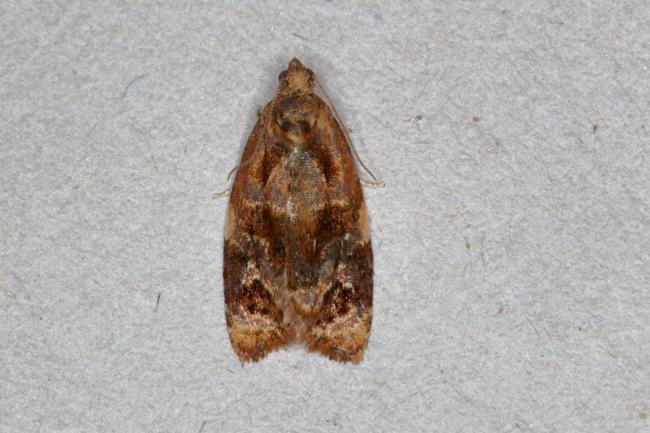 Red-barred Tortrix (Ditula angustiorana), adult. Ouston, 26-08-2019. Copyright Verna Atkinson.