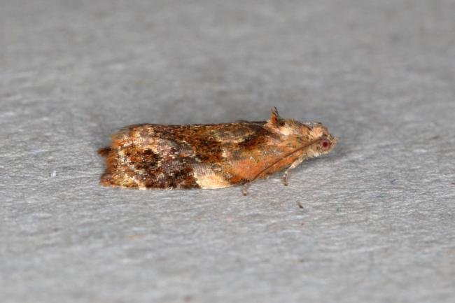 Red-barred Tortrix (Ditula angustiorana), adult. Ouston, 26-08-2019. Copyright Verna Atkinson.