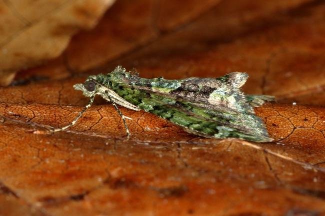 Red-Green Carpet (Chloroclysta siterata), adult. Ouston, 18-09-2019. Copyright Verna Atkinson.