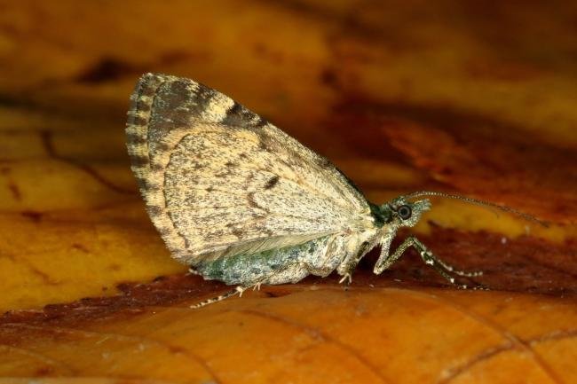 Red-Green Carpet (Chloroclysta siterata), adult. Ouston, 05-10-2019. Copyright Verna Atkinson.