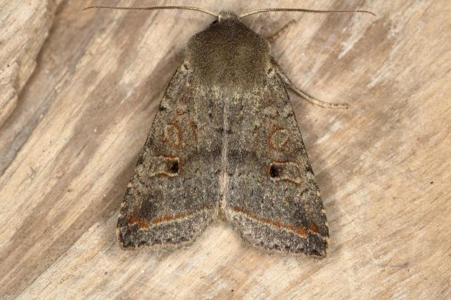 Red-line Quaker (Leptologia lota), adult. Ouston, 01-10-2015. Copyright Verna Atkinson.