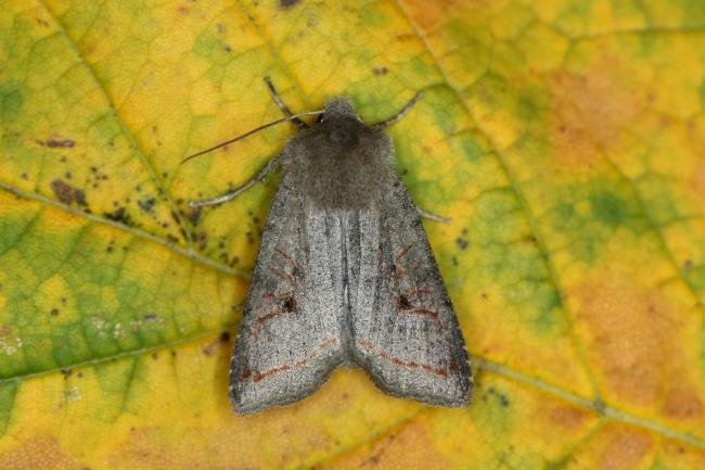 Red-line Quaker (Leptologia lota), adult. Ouston, 15-10-2015. Copyright Verna Atkinson.