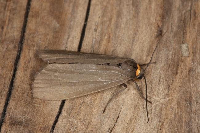 Red-necked Footman (Atolmis rubricollis), adult. Ouston, 10-07-2022. Copyright Verna Atkinson.