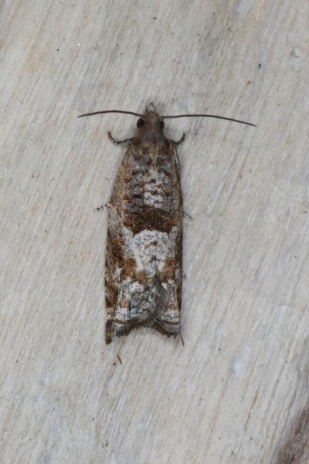 Holly Tortrix (Rhopobota naevana), adult. Ouston, 26-07-2016. Copyright Verna Atkinson.