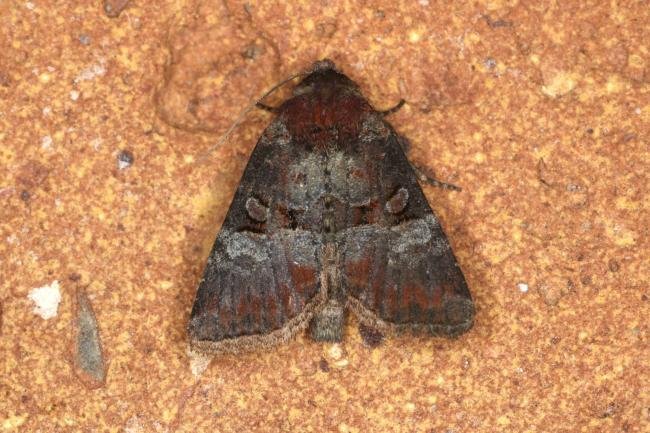 Rosy Minor (Litoligia literosa), adult. Ouston, 23-07-2022. Copyright Verna Atkinson.