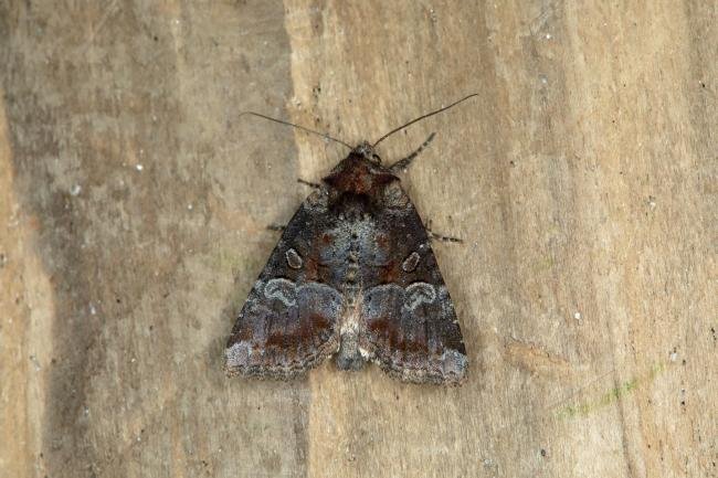 Rosy Minor (Litoligia literosa), adult. Ouston, 20-07-2018. Copyright Verna Atkinson.