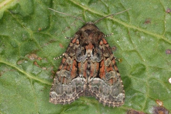 Rufous Minor (Oligia versicolor), adult. Ouston, 24-06-2016. Copyright Verna Atkinson.