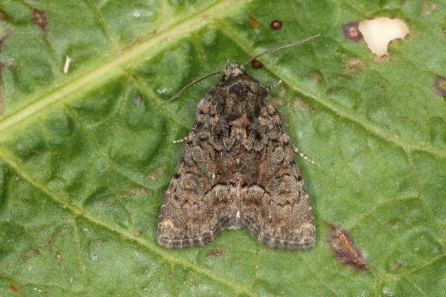 Marbled Minor agg. (Oligia strigilis agg.), adult. Ouston, 24-06-2016. Copyright Verna Atkinson.