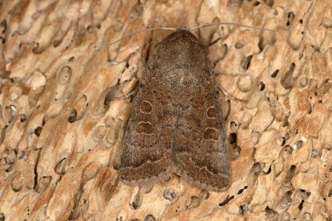 Uncertain/Rustic agg. (Hoplodrina octogenaria/blanda), adult. Ouston, 16-07-2019. Copyright Verna Atkinson.