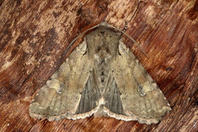 Rustic Shoulder-knot (Apamea sordens), adult. Ouston, 11-05-2019. Copyright Verna Atkinson.