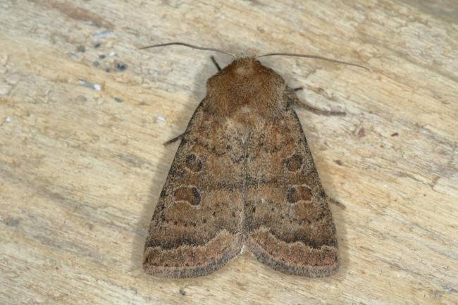 Uncertain/Rustic agg. (Hoplodrina octogenaria/blanda), adult. Ouston, 06-07-2019. Copyright Verna Atkinson.