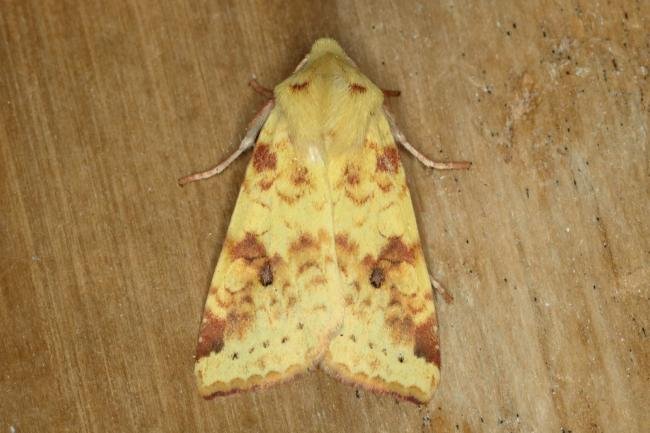 Sallow (Cirrhia icteritia), adult. Ouston, 14-08-2019. Copyright Verna Atkinson.