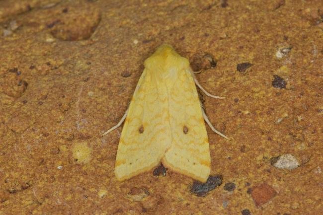 Sallow (Cirrhia icteritia), adult. Ouston, 13-08-2021. Copyright Verna Atkinson.