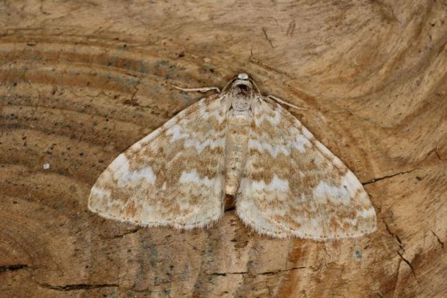 Sandy Carpet (Perizoma flavofasciata), adult. Ouston, 03-07-2020. Copyright Verna Atkinson.