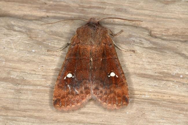 Satellite (Eupsilia transversa), adult. Ouston, 12-03-2016. Copyright Verna Atkinson.