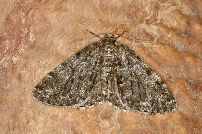 Satin Beauty (Deileptenia ribeata), adult. Castle Eden Dene, 12-07-2022. Copyright Verna Atkinson.