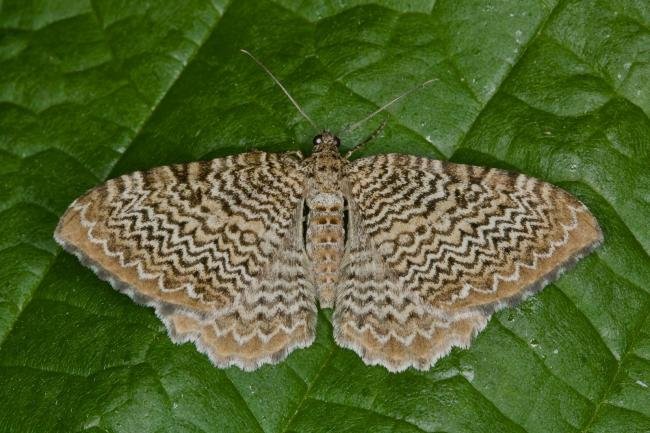 Scallop Shell (Rheumaptera undulata), adult. Limekiln Gill, 22-06-2021. Copyright Verna Atkinson.