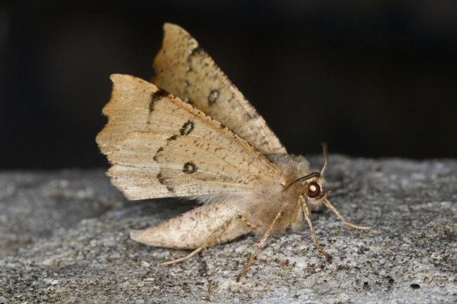 Scalloped Hazel (Odontopera bidentata), adult. Ouston, 07-06-2021. Copyright Verna Atkinson.