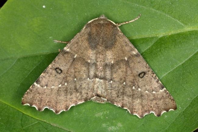 Scalloped Hazel (Odontopera bidentata), adult. Ouston, 13-05-2019. Copyright Verna Atkinson.