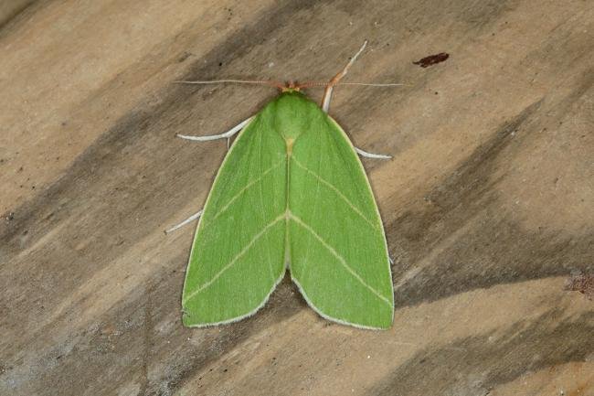 Scarce Silver-lines (Bena bicolorana), adult. Ouston, 09-07-2018. Copyright Verna Atkinson.