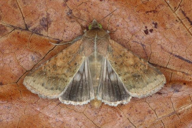 Scarce Bordered Straw (Helicoverpa armigera), adult. Ouston, 08-10-2016. Copyright Verna Atkinson.