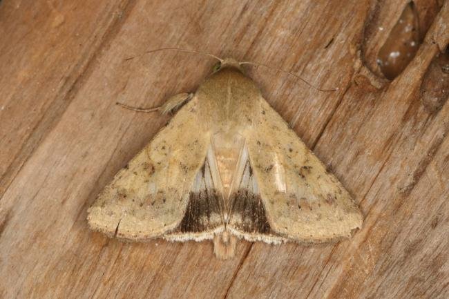 Scarce Bordered Straw (Helicoverpa armigera), adult. Ouston, 23-07-2022. Copyright Verna Atkinson.